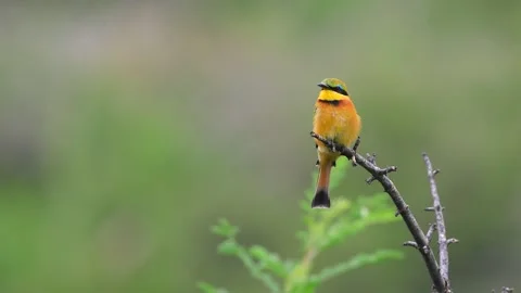 Close up view of colorful bee eater bird found in Tanzania. Stock Footage 306275712