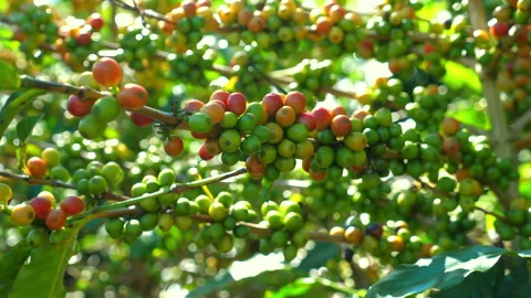 Close-up view of colorful coffee beans on branch in sunlight, Stock Footage 280177699