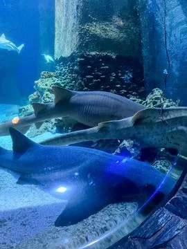 Close-Up View of Colorful Fish Inside a Clear Aquarium Foto stock