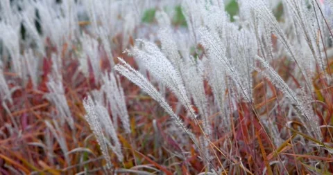 Close up view of colorful Flame grass also known as ornamental grass swayin.. Stock Footage 313698389