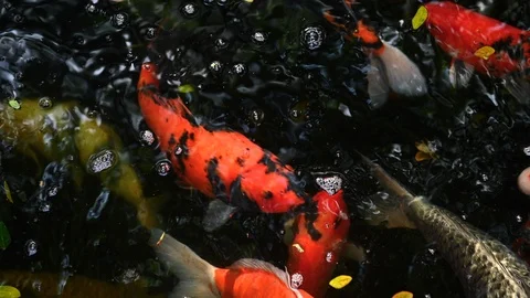 Close up view of colorful koi fish or fancy carp swimming in lake. Stock Footage 127075271