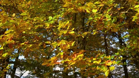 Close up view of colorful leaves in autumn or fall season Stock Footage 166399290