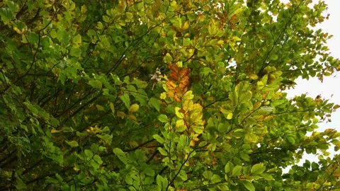 Close up view of colorful leaves in October Stock Footage 166399617