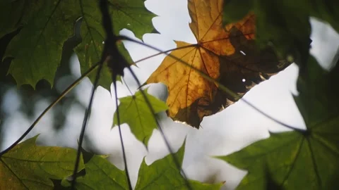 Close up view of colorful maple leaves Stock Footage 163644471