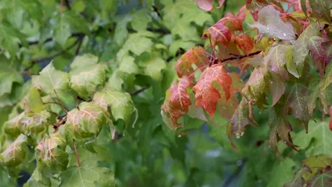 Close up view of colorful Maple leaves swaying to wind and rain slow motion. Stock Footage 250047569