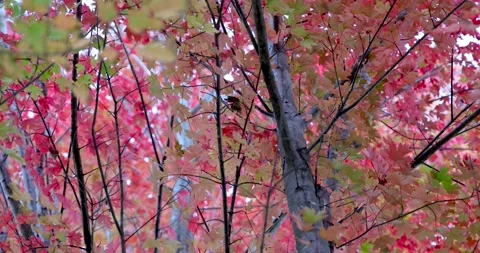 Close up view of colorful Maple tree during autumn time . Stock Footage 250047564