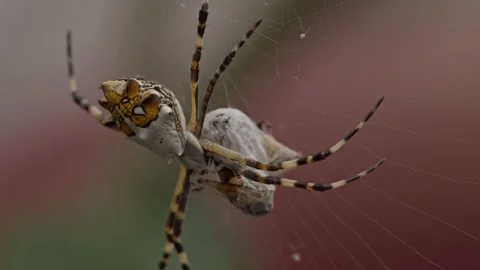 Close Up View of Colorful Spider Resting on Intricate Web With Long Banded Legs Stock Footage 346266175