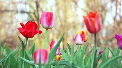 Close-up View of Colorful Tulips Stock Footage 49625871