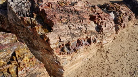 Up close view of colors and texture of petrified wood from old tree Stock Footage 208451859