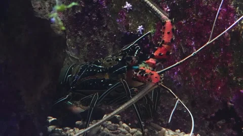 Close view of colourful langoustine  Video stock 267714800