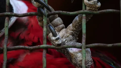Close Up View Of Colourful Parrot In 4K With Claws Stock Footage 113094158