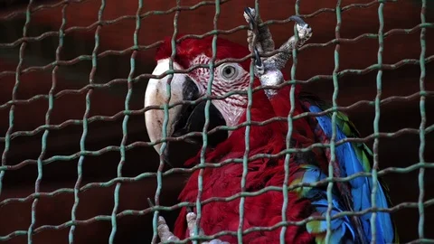 Close Up View Of Colourful Parrot In 4K With Claws Stock Footage 113095755