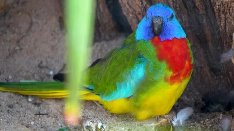 Close view of a colourful parrot  Stock Footage 278040168