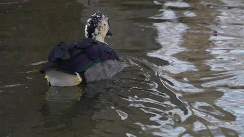 Close view of a comb duck Stock Footage 267597934