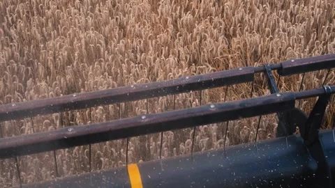 Close-up view of a combine harvester's header in action, wheat field Stock Footage 282517987