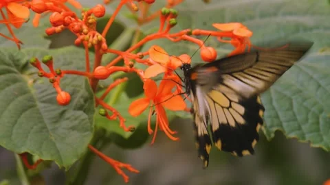 Close up view of a comman mormon butterfly Stock Footage 255705109