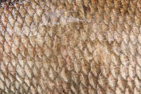 Close up view of common bream fish just taken from the water. Common bream fi Stock Photos