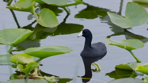 Close up view of Common coot in the lake. Stock Footage 285993842