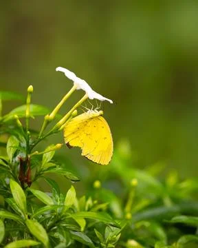 Close up view of a common grass yellow butterfly resting on white flowers i.. Stock Photos