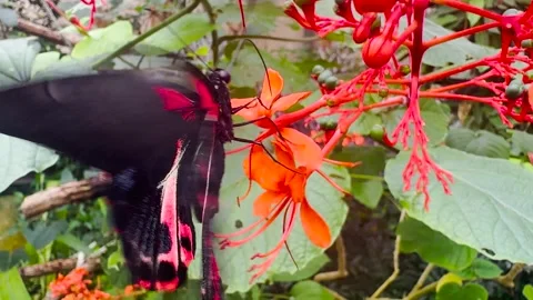 Close view of a common mormon butterfly Stock Footage 266704968