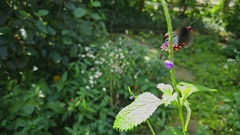 Close up view of a common mormon butterfly Stock Footage 269819364