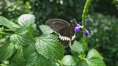 Close up view of a common mormon butterfly Stock Footage 269824912