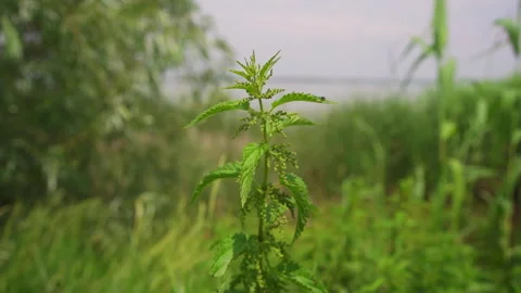 Close up view of common nettle growing on a meadow and flutter in breeze Stock Footage 263317285