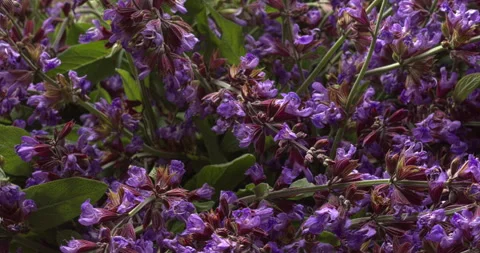 Close-up view of common sage flowers. Stock Footage 310623901