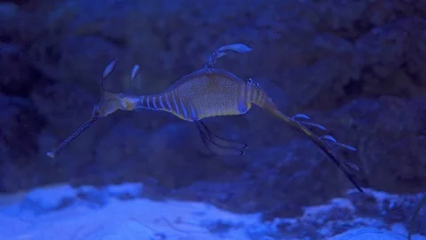 Close-up view of Common seadragon or weedy seadragon (Phyllopteryx taeniolatus) Stock Footage 126758723