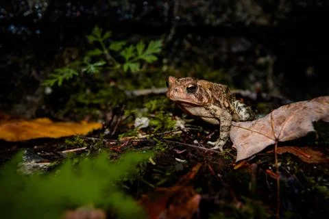 Close-up view of a common toad in the forest Stock Photos