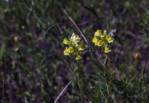 Close View of Common Toadflax Flowers with Orange Throats Stock Photos