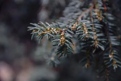 Close-up view of common yew branches with green needles and small buds in n.. Stock Photos