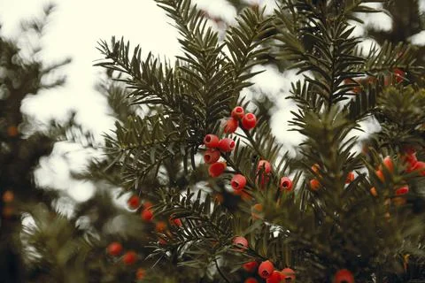 Close-up view of common yew tree branches with bright red berries in nature Stock Photos