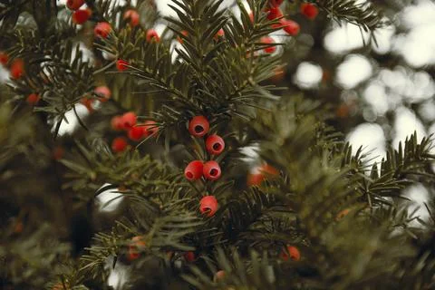 Close-up view of common yew tree with green needles and red toxic berries Stock Photos