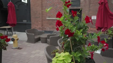 Close up view of composition of colorful flowers growing in flower pot Stock-Footage 247359667