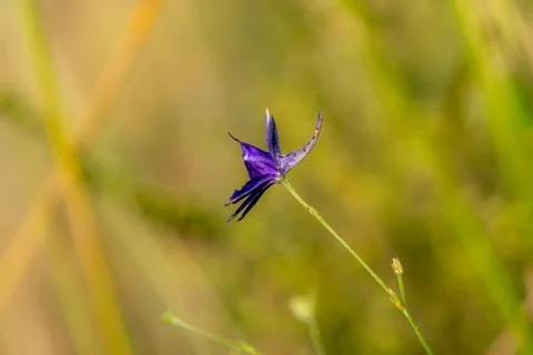 Close up view of Consolida regalis flower in natural environment Stock Photos