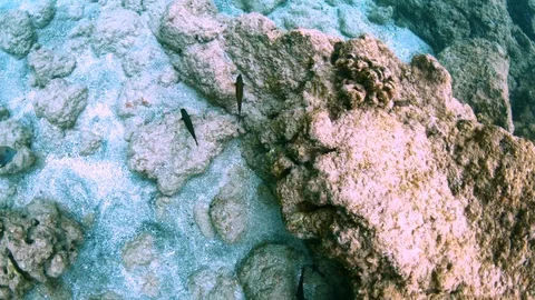 Close view of coral reef fish swimming quickly through coral reef, 4K Hawaii Stock Footage 98430217