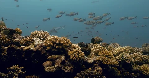 Close up view of coral reef with fish. Underwater view of beautiful coral reef n Stock Footage 127405282