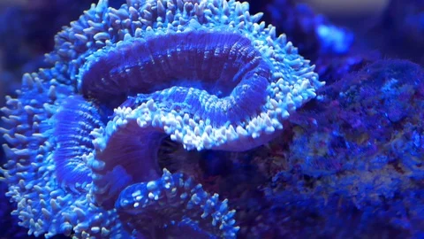 Close-up view of the coral reef Stock Footage 116413347