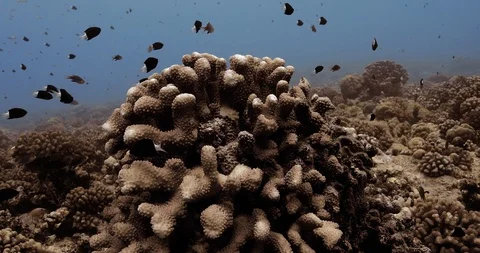 Close-up view of coral reef surrounded with tropical fish in the Pacific Ocean. Stock Footage 124458268