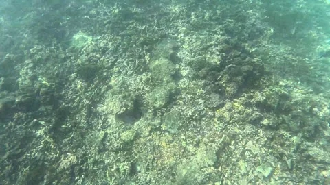 `Close view of coral reefs at seabed with marine beauty at Ad Dimaniyat Islands Stock Footage 295076826
