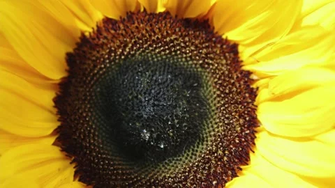 Close-up view of core heart kernel of sunflower in a sunny weather Stock Footage 159211080