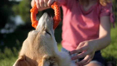 Close up view of corgi dog is playing with rubber ring with its owner Stock Footage 135174486
