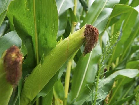 Close up view of corn on the cob in the corn field. 库存照片