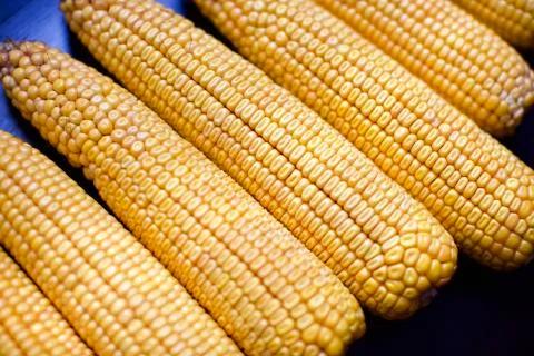 Close up view of corn cob. they are unboiled Stock Photos