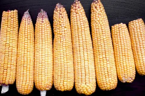 Close up view of corn cob. they are unboiled Foto stock