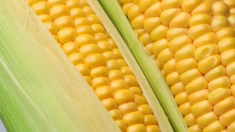 Close-up, view of corn cobs, rotation in circle. yellow fresh corn on the cob Stock Footage 281067423