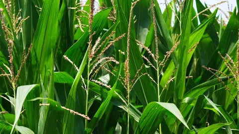 Close up view on corn field of green corn stalks and tassels swaying in the wind Video stock 246334097