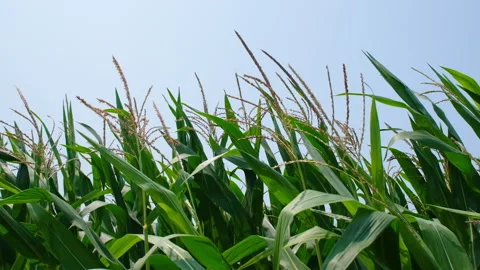 Close up view on corn field of green corn stalks and tassels and blue sky Stock Footage 246715364