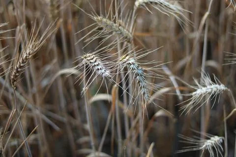 Close up view of corn field in late summer or autumn Stock Photos